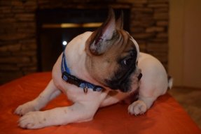 Homelandbulldogs