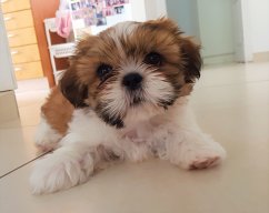 Louie The Shih Tzu