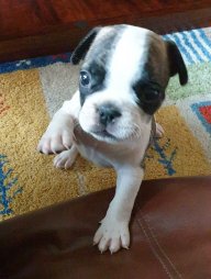 Evita