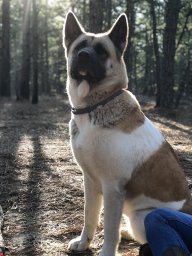 Brianna&IrieTheAkita
