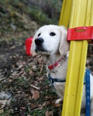 cooperthegolden