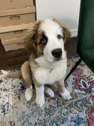 Odinthedog