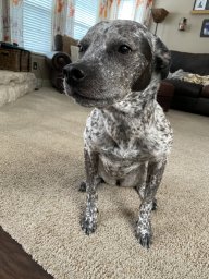 Tate the Blue Healer