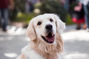 HowdyDog