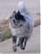 muttzrule
