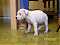 Roxy SBT