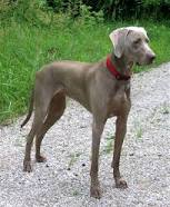 Silver Ghost