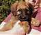 Briard Lover