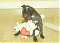 lurcher-lass
