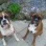 geordieboxerlover