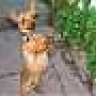 kelpiemad