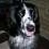 Spaniel Lover 1