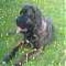 Luchi