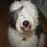 sheepdogplanet