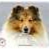 sheltieaddict