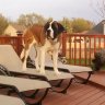 Dozer