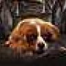 animallover77
