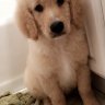 FurMama12