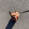 Rae The Frenchie