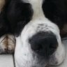 Molly5