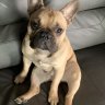 Odin