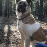 Brianna&IrieTheAkita