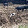 Cows and sheep