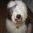 sheepdogplanet