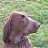 gundog annie
