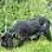 Kittie
