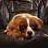 animallover77