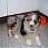 collie