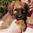 Briard Lover