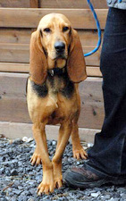 Basset sales bloodhound mix