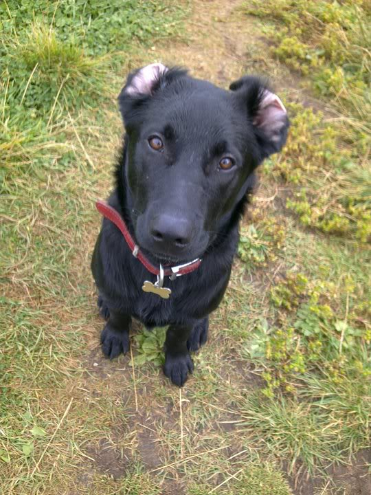 Lab X Belgian Shepherd