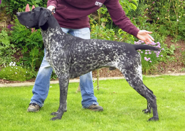 German Shorthaired Pointers Size