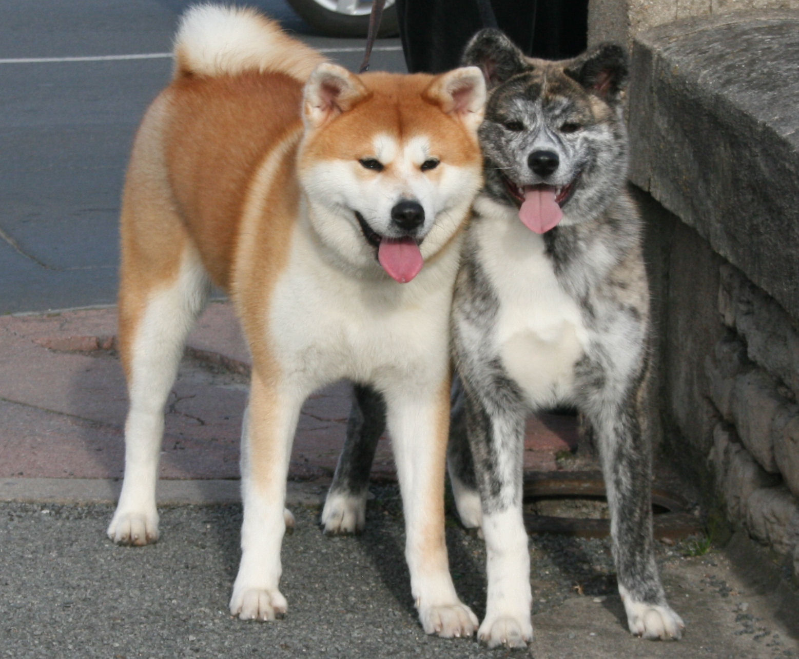 What's the difference between American Akita & Japanese Akita