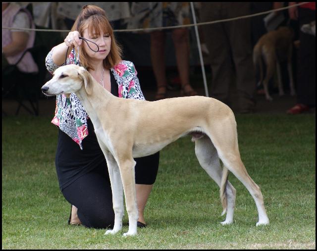 A few sighthounds you might not heard of.