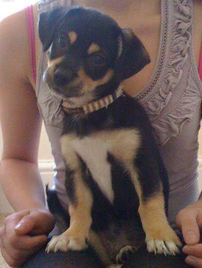 Anyone Got A Tibetan Spaniel X Shih Tzu